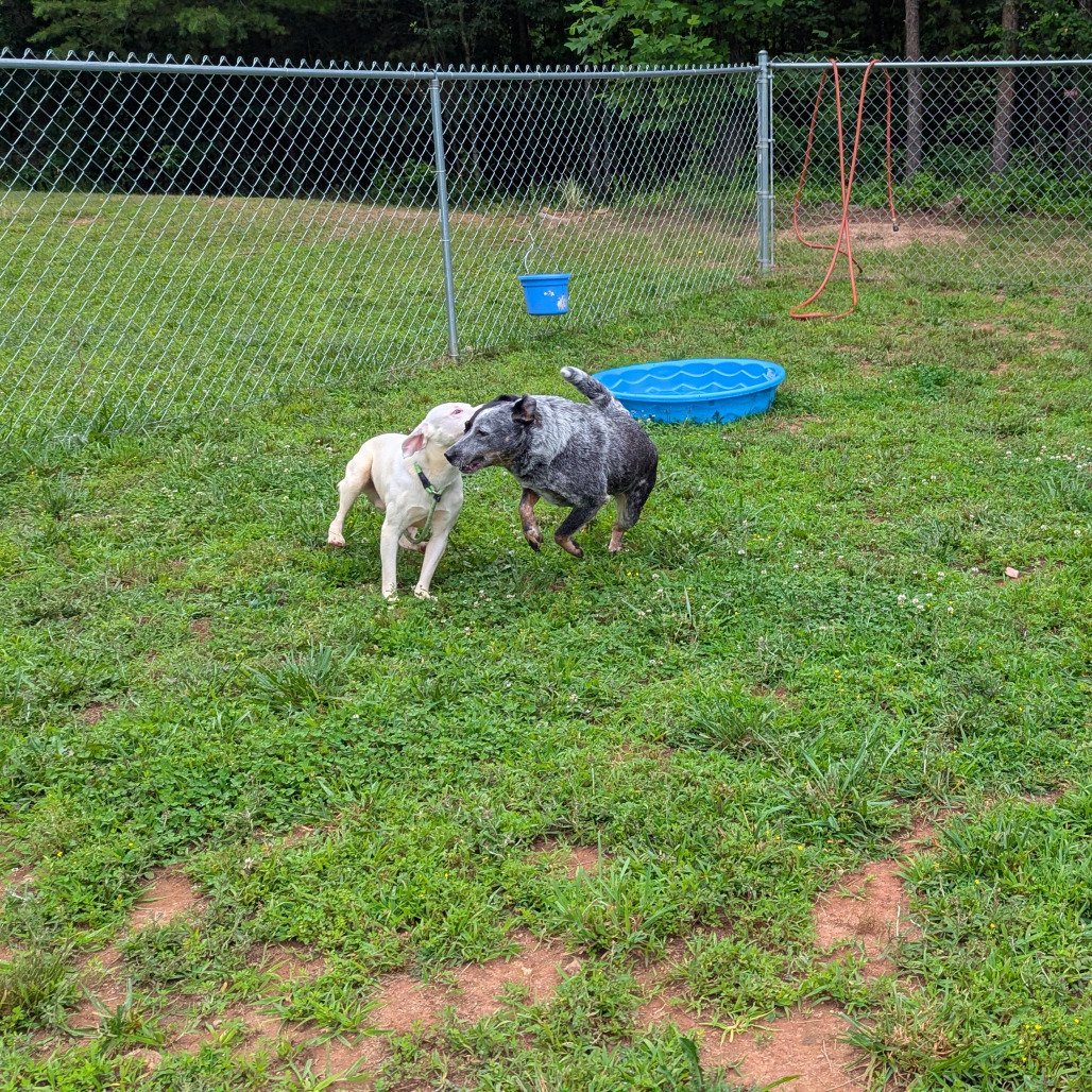 Shaggy, an adoptable Feist, Terrier in Columbus, NC, 28722 | Photo Image 5