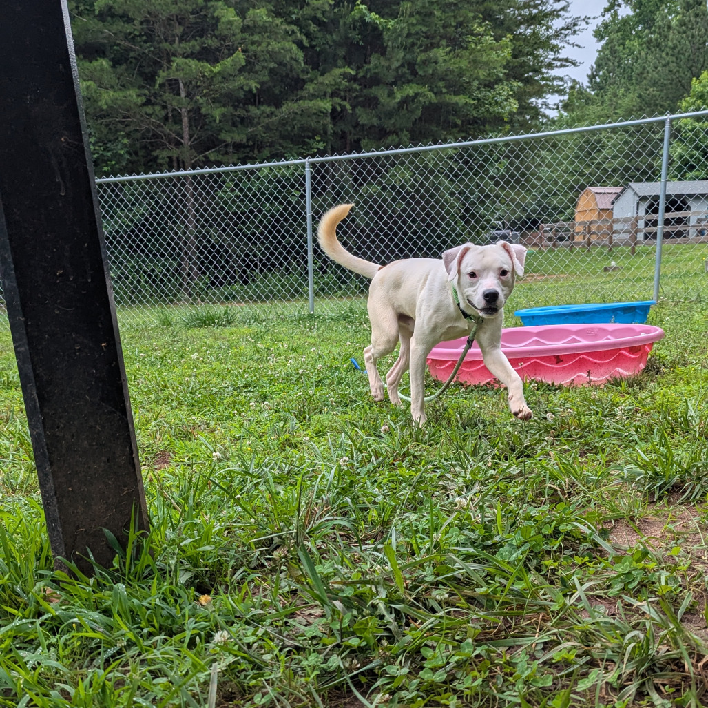 Shaggy, an adoptable Feist, Terrier in Columbus, NC, 28722 | Photo Image 6