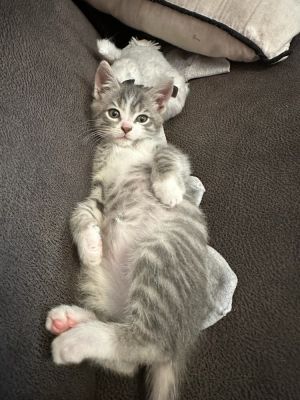 Patrick, Baby Male Domestic Short Hair