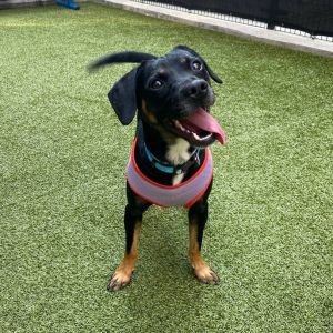 This sweet and loving boy is Midknight Midknight is super handsome loves his people friends and i