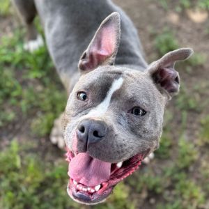 Maki - See my Video!, Adult Female Pit Bull Terrier