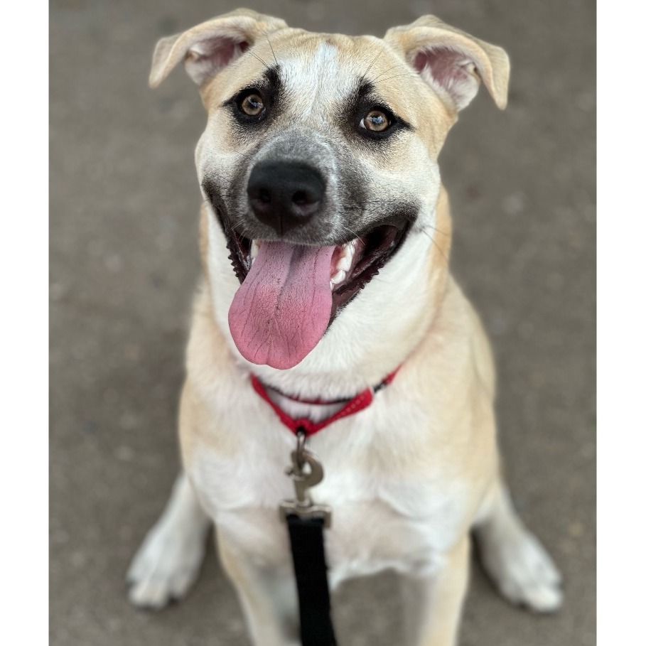 Bella $199 - In Foster - See my Video!