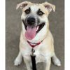 Bella $199 - In Foster - See my Video! photo 1
