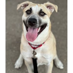 Bella $199 - In Foster - See my Video!, Young Female Mixed Breed