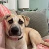 Bella $199 - In Foster - See my Video! photo 2