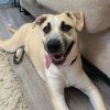 Bella $199 - In Foster - See my Video! photo 3