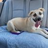 Bella $199 - In Foster - See my Video! photo 4
