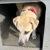 Bella $199 - In Foster - See my Video! photo 5