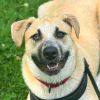 Bella $199 - In Foster - See my Video! photo 6