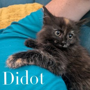 Didot, Baby Female Domestic Medium Hair