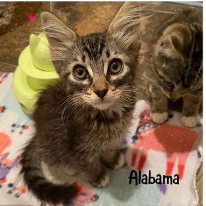 Alabama, Baby Female Domestic Short Hair