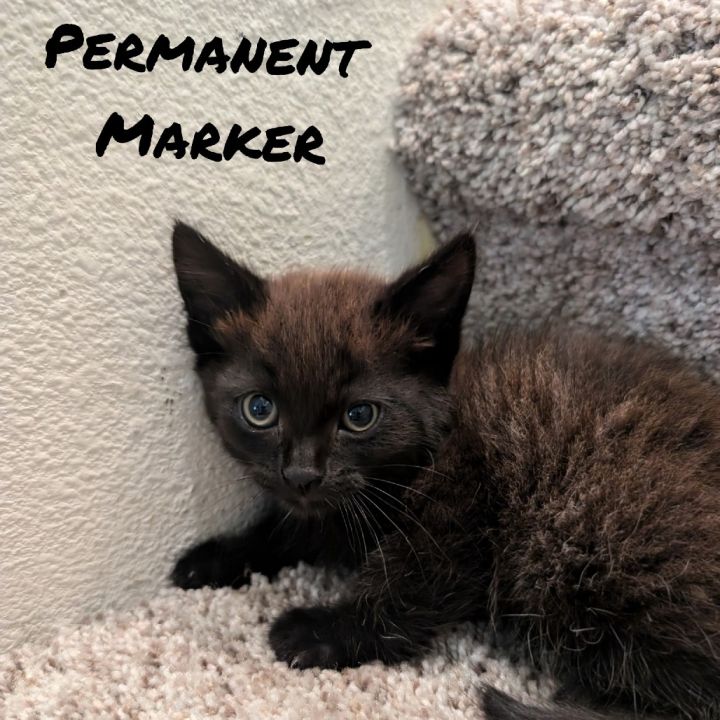 Permanent Marker 1