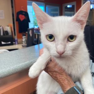 Pheonix, Adult Female Domestic Short Hair