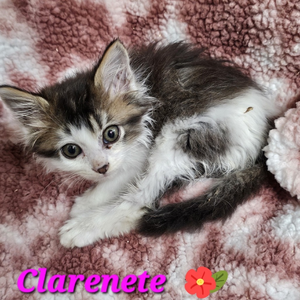 Clarenete