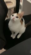 Lola photo 3