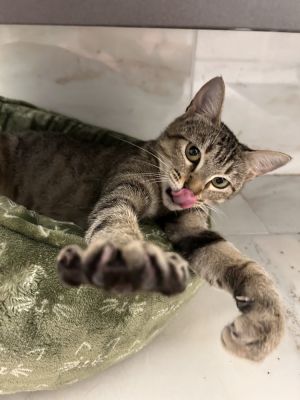 Cleo, Adult Female unknown