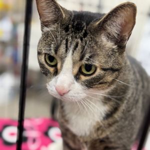 Nugget, Adult Male Domestic Short Hair