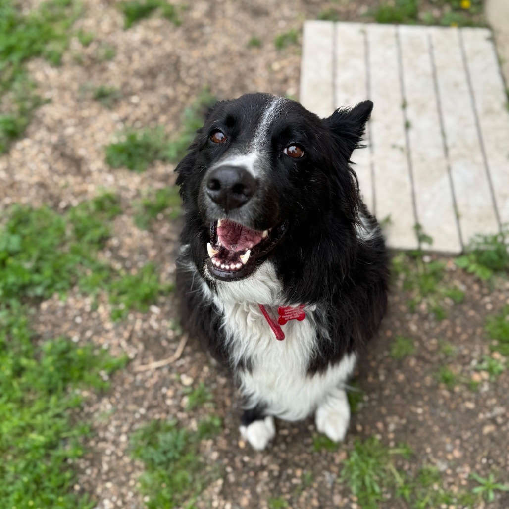 Marley, an adoptable Border Collie in Redwood Falls, MN, 56283 | Photo Image 1