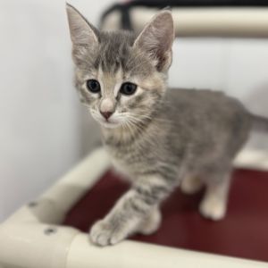 Quincy, Baby Male Domestic Short Hair