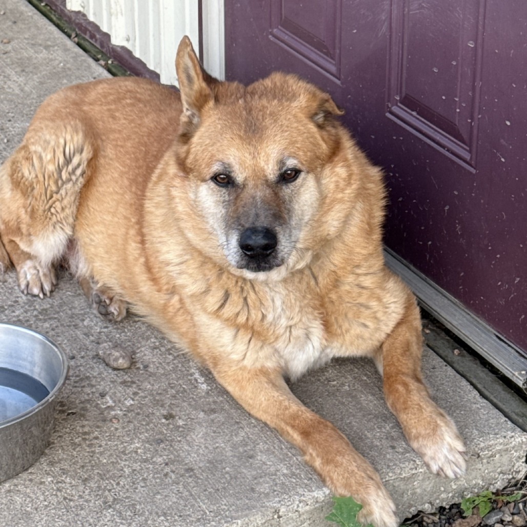 Hachiko (Hachi), an adoptable German Shepherd Dog, Yellow Labrador Retriever in Redwood Falls, MN, 56283 | Photo Image 1