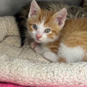 Butterscotch, Baby Male Domestic Short Hair