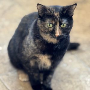 Jemma, Adult Female Domestic Short Hair