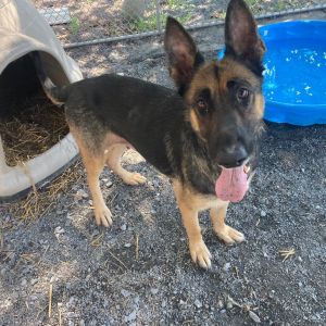 Nicole, Adult Female German Shepherd Dog