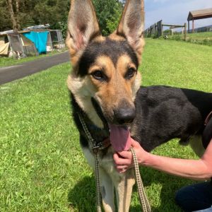 Max, Adult Male German Shepherd Dog