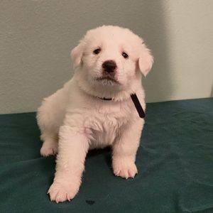 Shawn, Baby Male Great Pyrenees