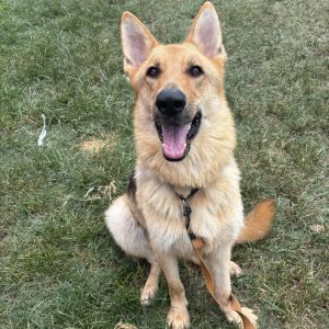 Don Dudley, Adult Male German Shepherd Dog