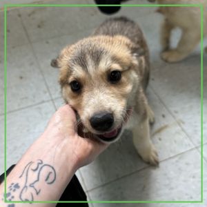 Emerald, Baby Female Husky