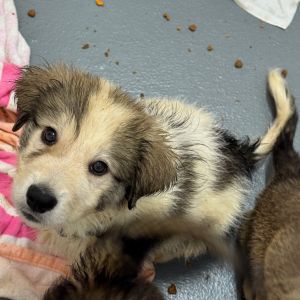 Elle, Baby Female Husky