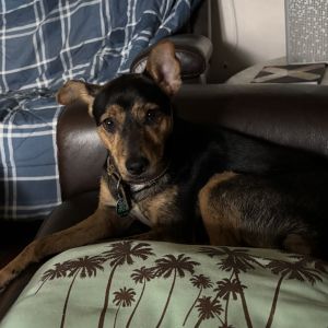 Volley, Young Male German Shepherd Dog
