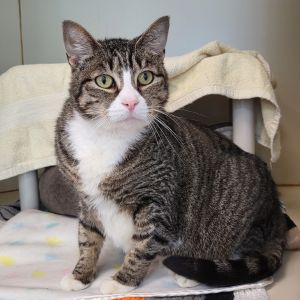 Peanut, Senior Male Domestic Short Hair