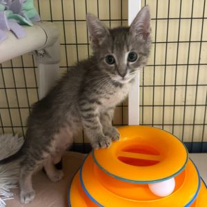 Avocado Domestic Short Hair Cat