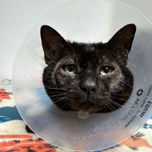 Indiana Domestic Short Hair Cat