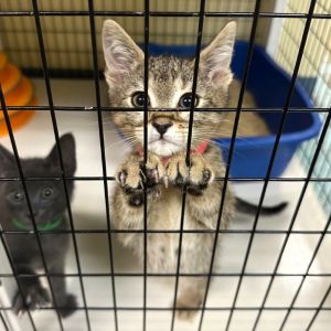 Asparagus Domestic Short Hair Cat