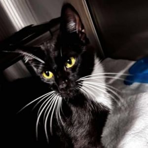 Xena Domestic Short Hair Cat