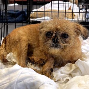 Bat Girl Mixed Breed Dog