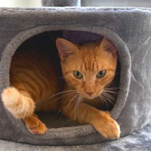 Ronald Domestic Short Hair Cat