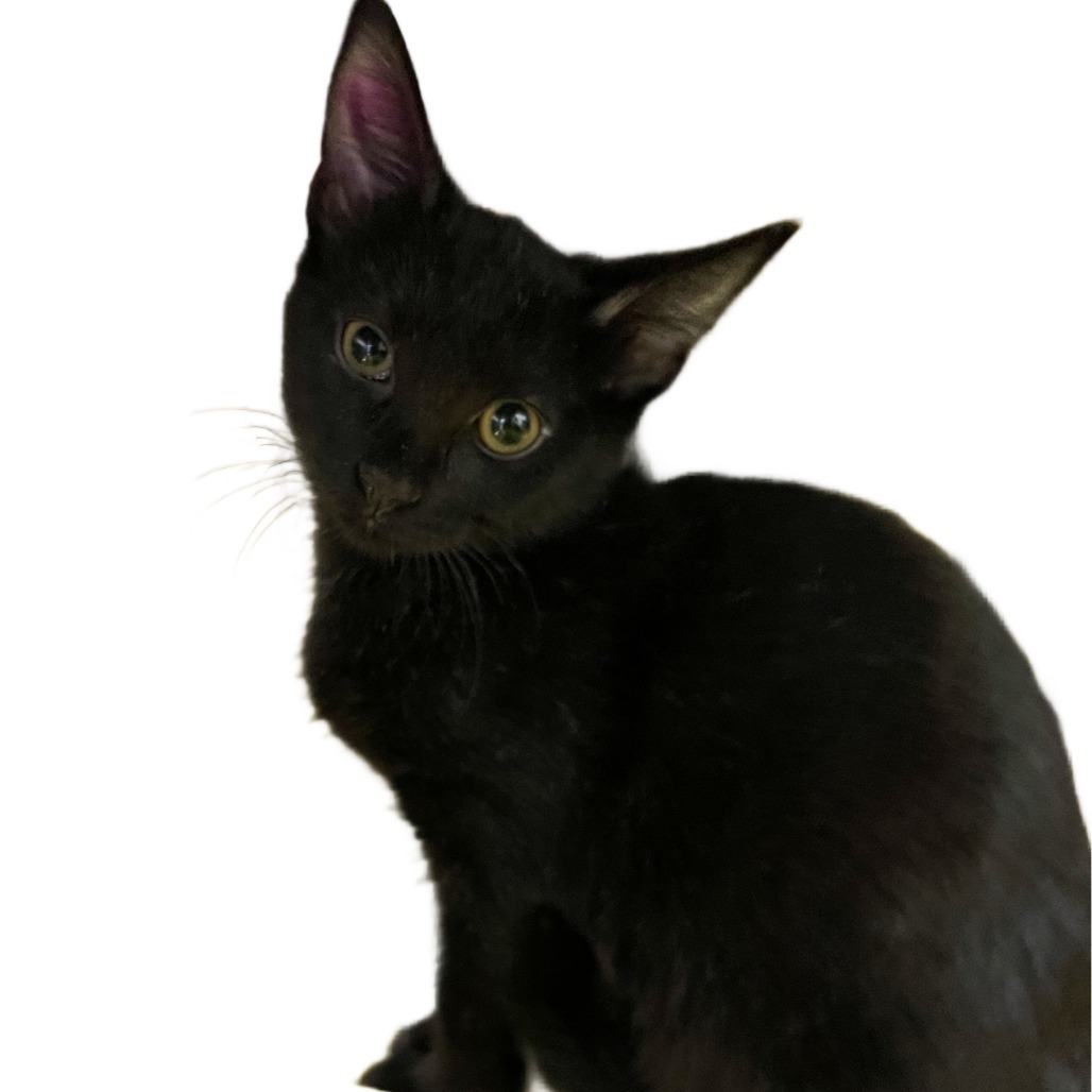 Mimi