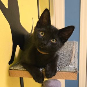 Microbat, Baby Female Domestic Short Hair