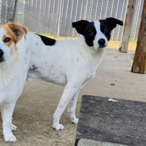 Dean, Adult Male Terrier