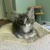 Papaya photo 1