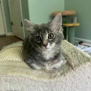 Papaya, Baby Female Domestic Short Hair