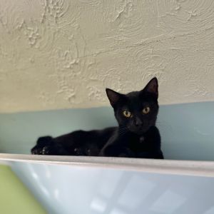 Mai Tai, Adult Female unknown