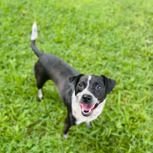 Nikki (Teva), Adult Female unknown