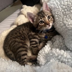 Versace, Baby Male Domestic Short Hair