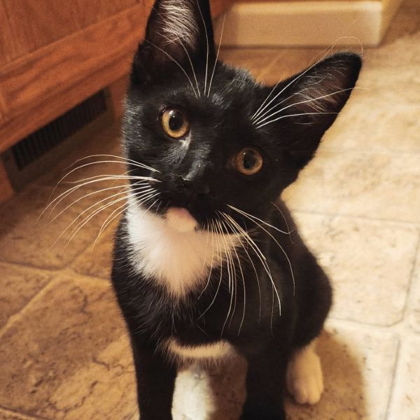 Loki