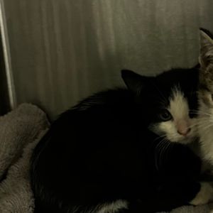 Raindrop, Baby Female Domestic Short Hair